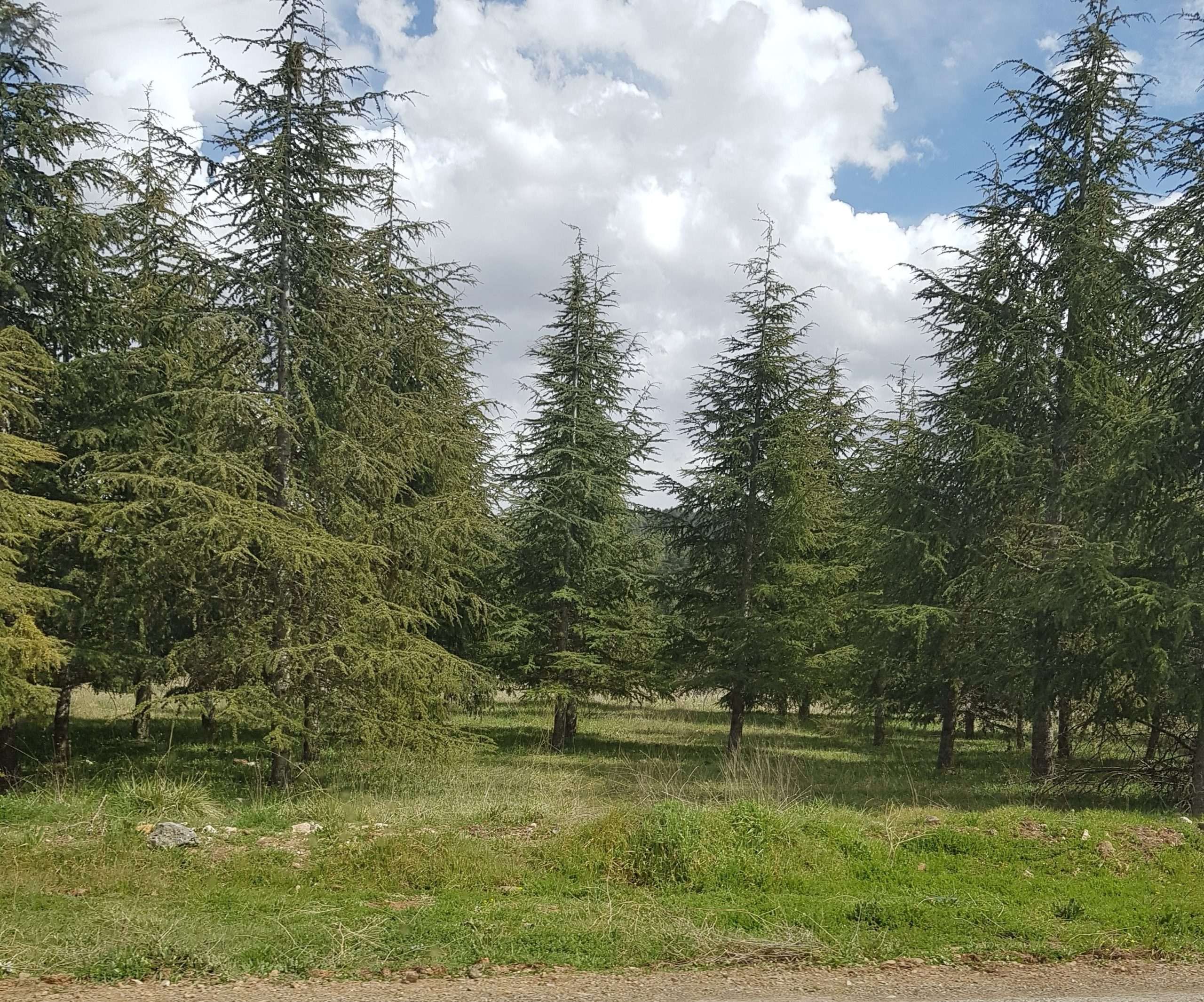 Description de la photo